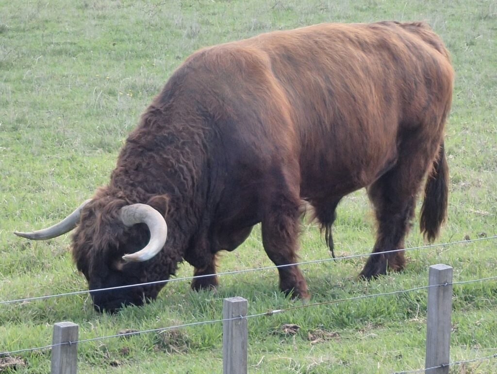 Highland bull, New Zealand climate