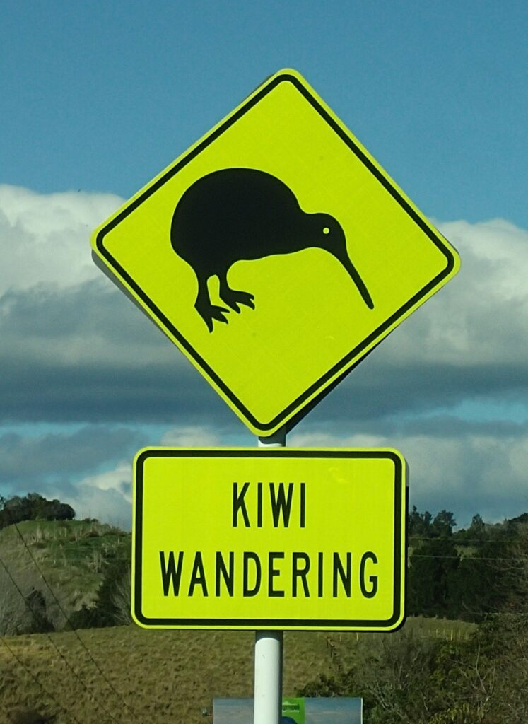 searching for kiwis