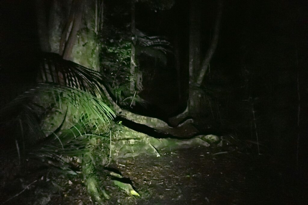 Kiwi Forest, new Zealand