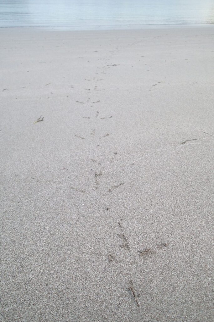seabird footprints on the beach