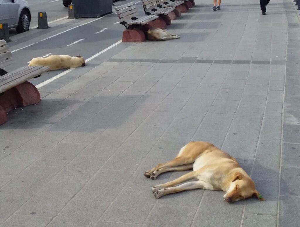 Dogs of Istanbul