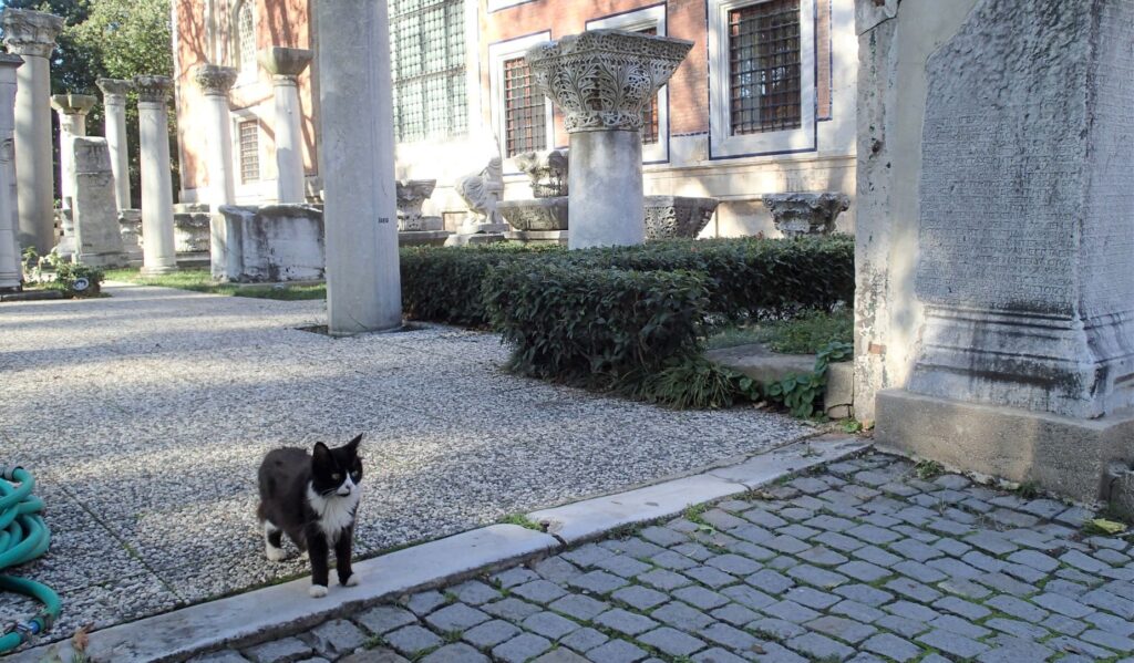 Istanbul city of cats