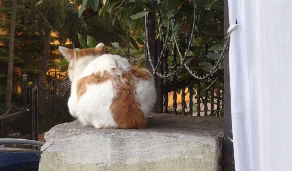 Istanbul city of cats