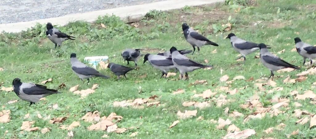 Hooded crows, Turkey