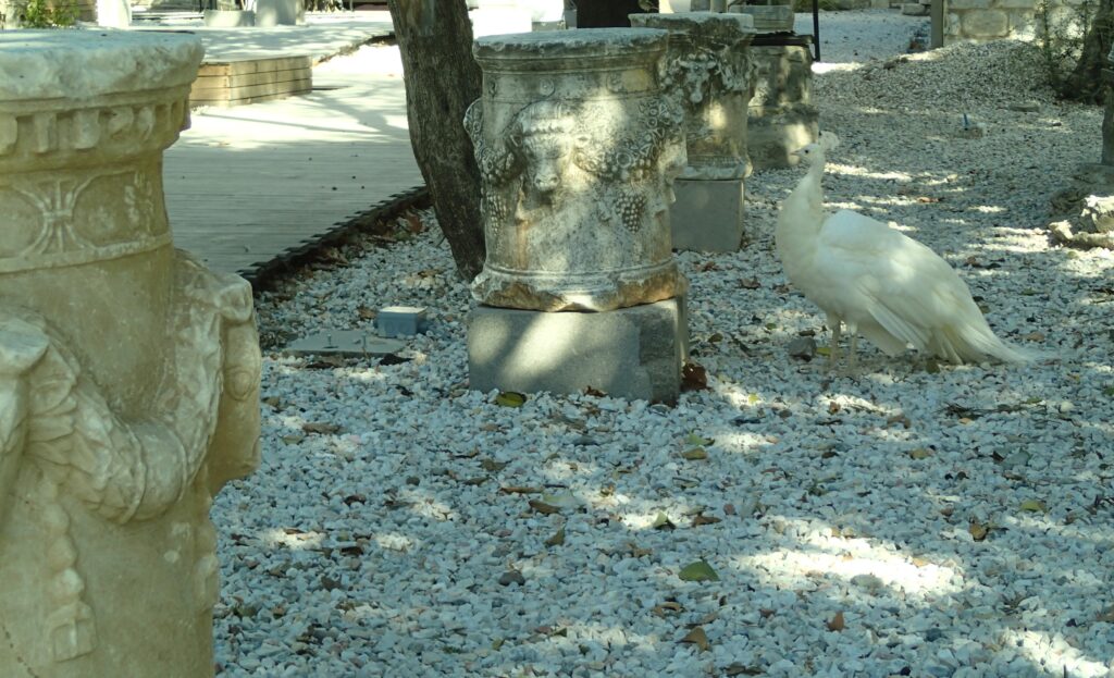 White peacock Turkey