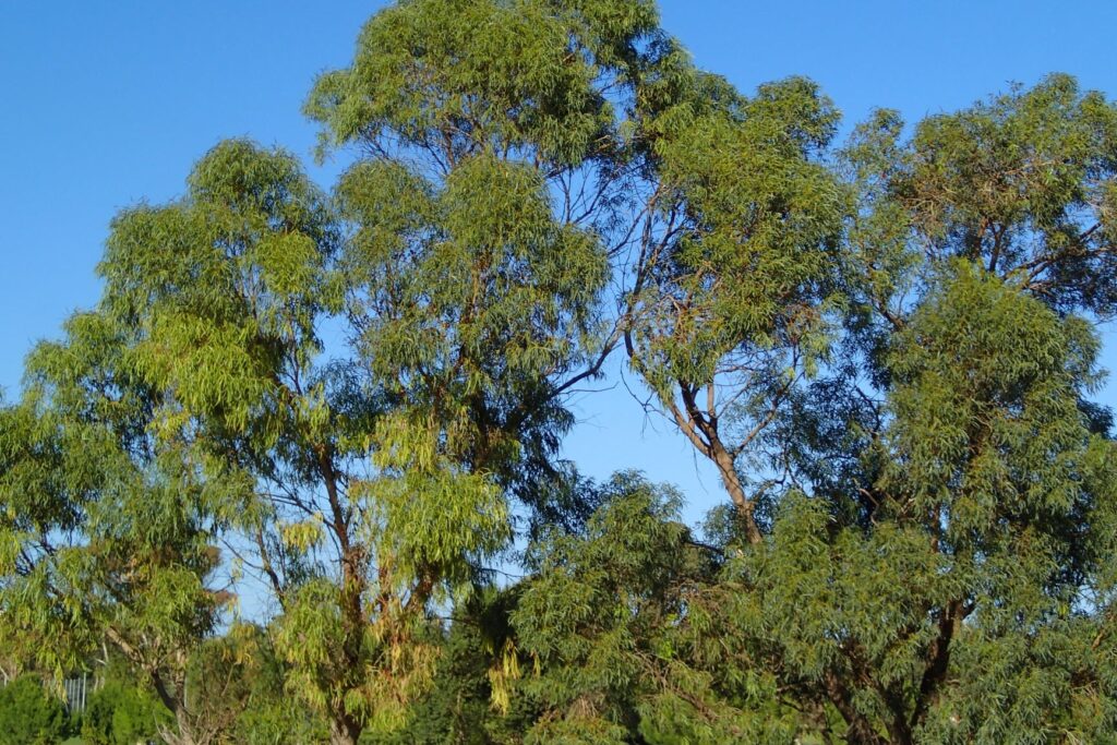 Australians in Malta gum trees