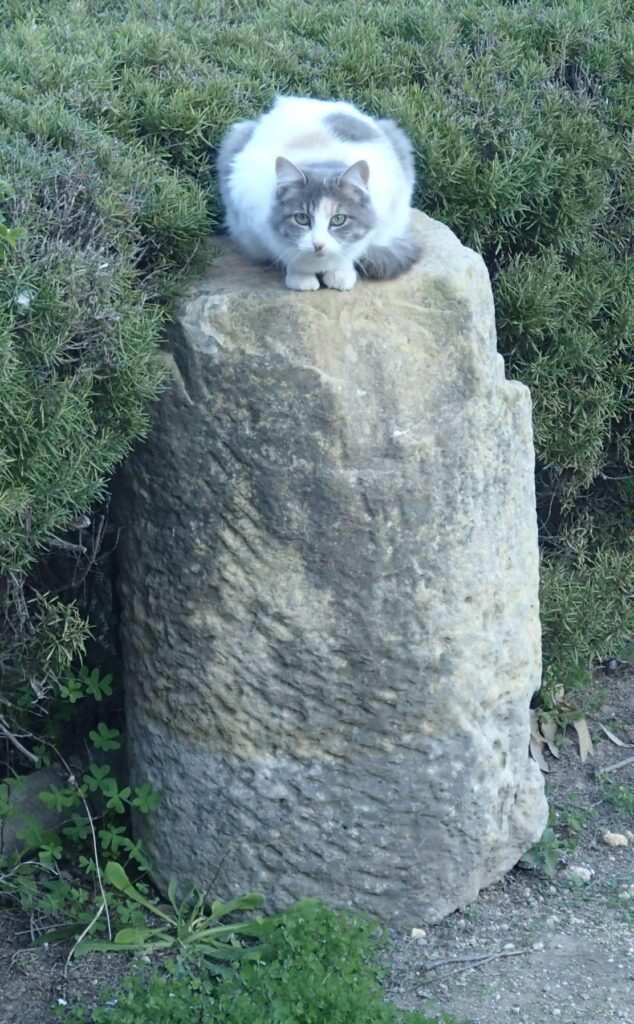 cat on a Roman column