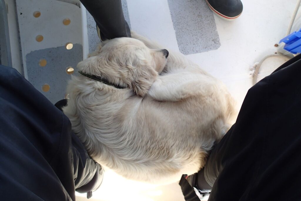 Ship's dog doesn't like Sardinian heavy weather