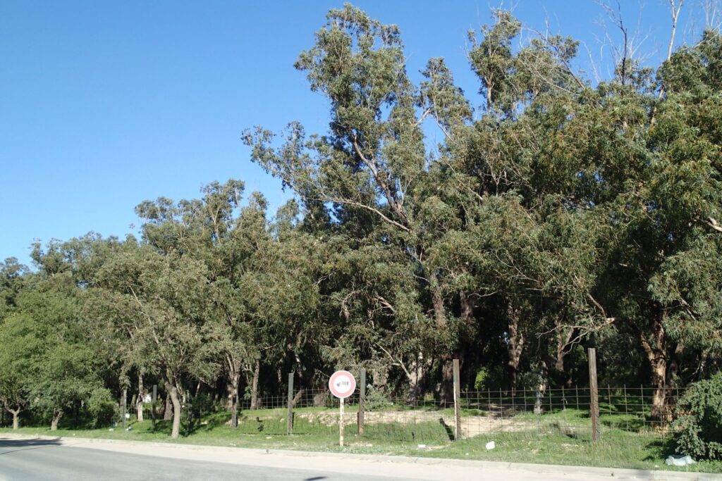 Gum trees, Tunis, Tunisia, Australians abroad