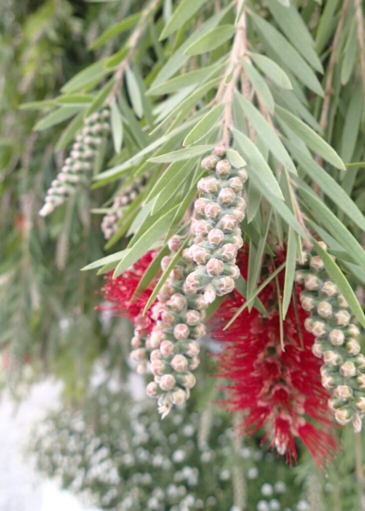 Callistemon, Spain