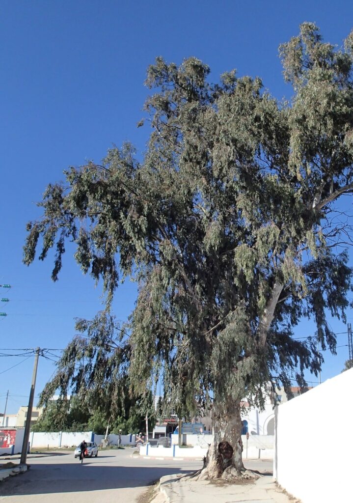 Gum tree El Djem Tunisia
