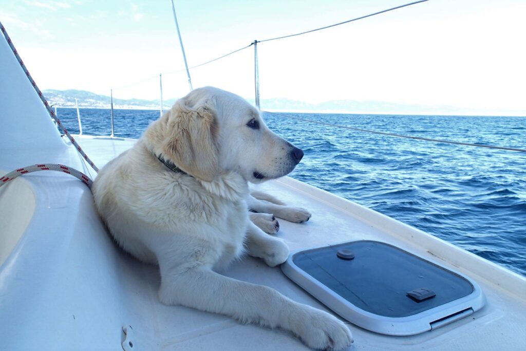 Ship's dog