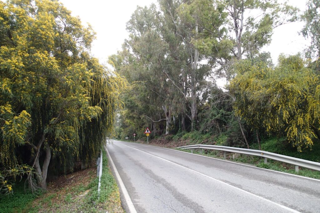 Australians abroad Wattles and gum trees, south coast Spain