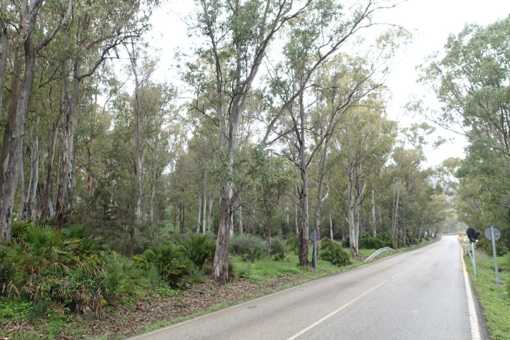 Australians abroad Eucalypts south coast Spain