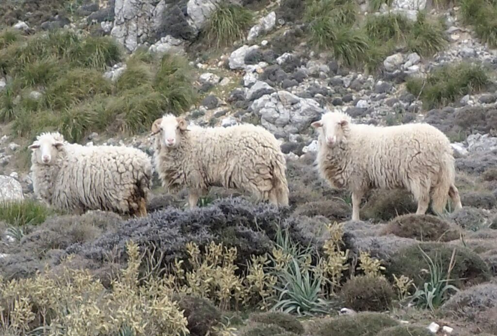 Sheep Tramuntana Mountains