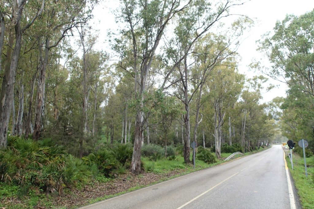 Gum trees next to the road Spain