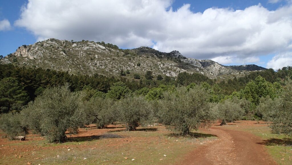 Olive groves near Marbella
