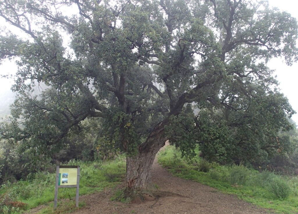 Giant cork tree Montemayor Castle