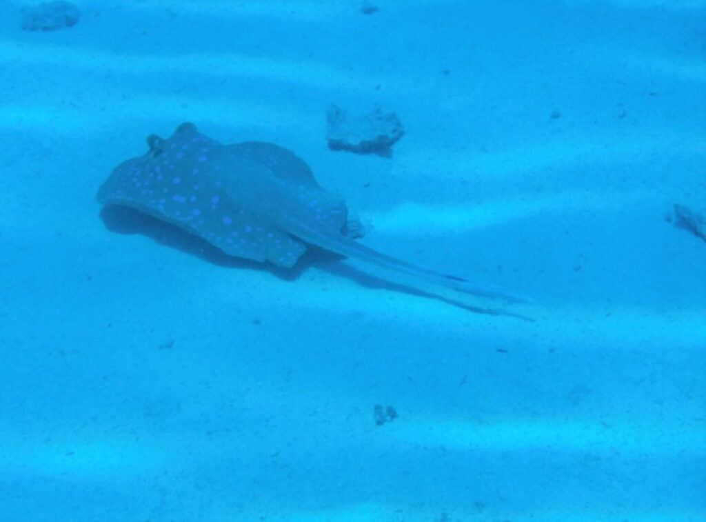 Blue-spotted stingray, Hurghada, Egypt