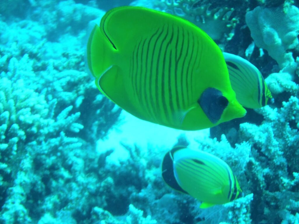 Blue-cheeked butterflyfish, Hurghada, Egypt