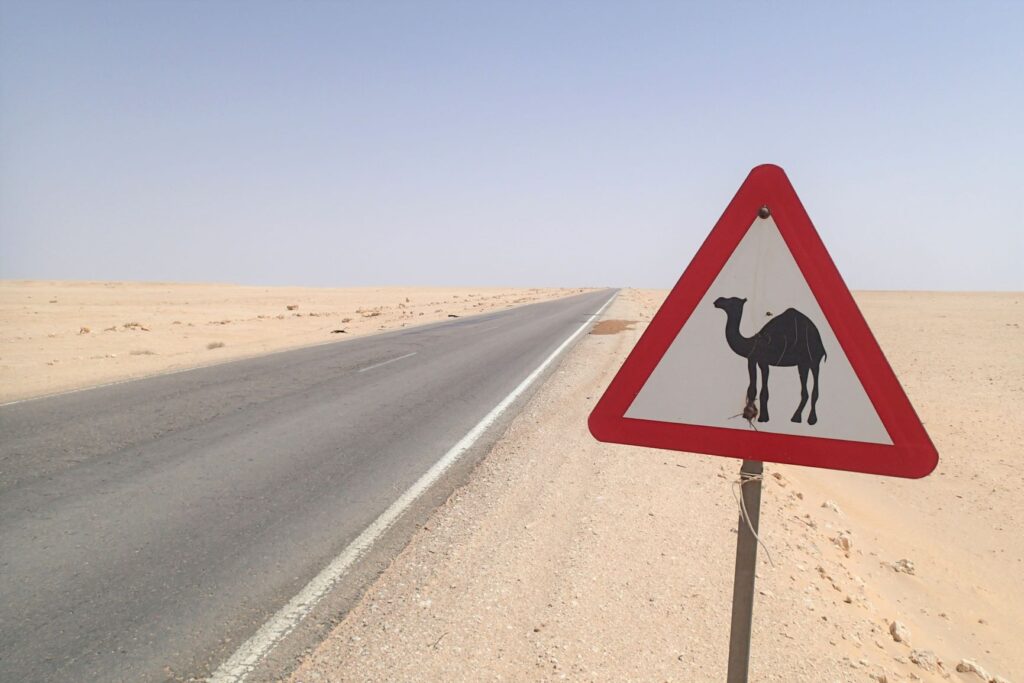 Camel road sign Egypt