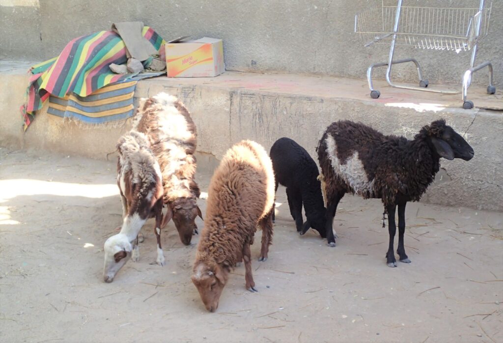 Sheep, Egypt