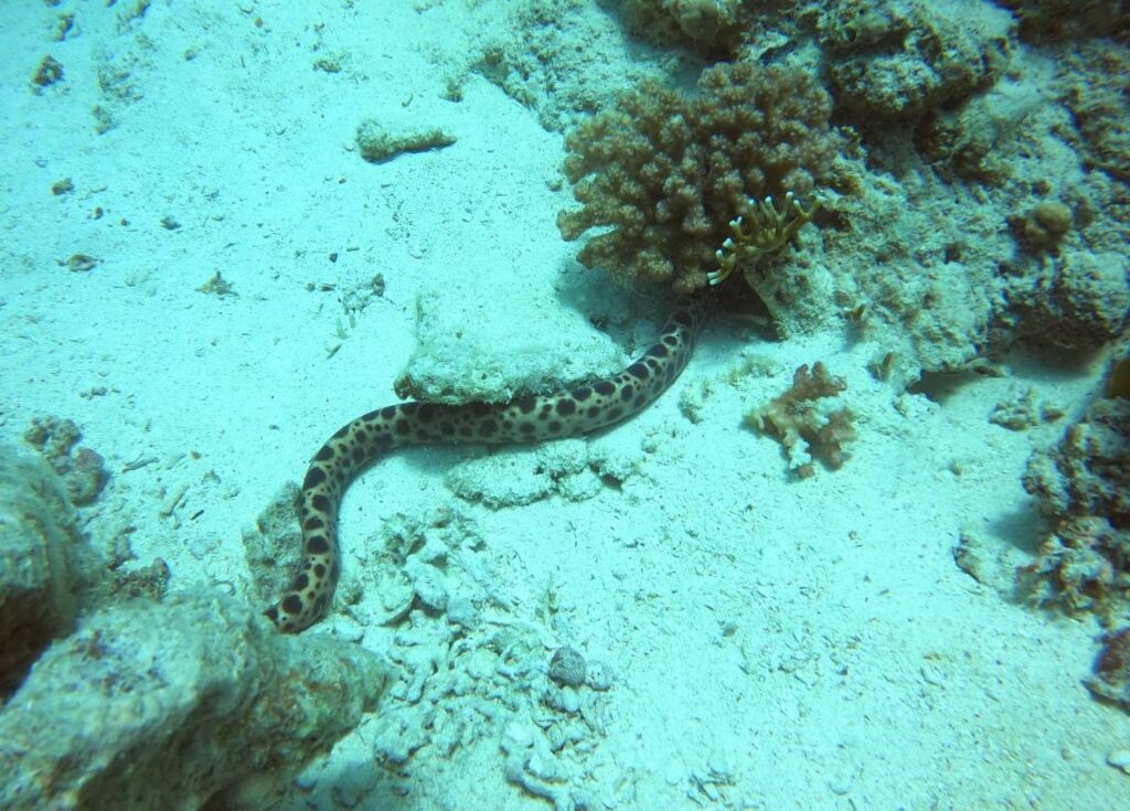 Spotted snake-eel, Hurghada, Egypt
