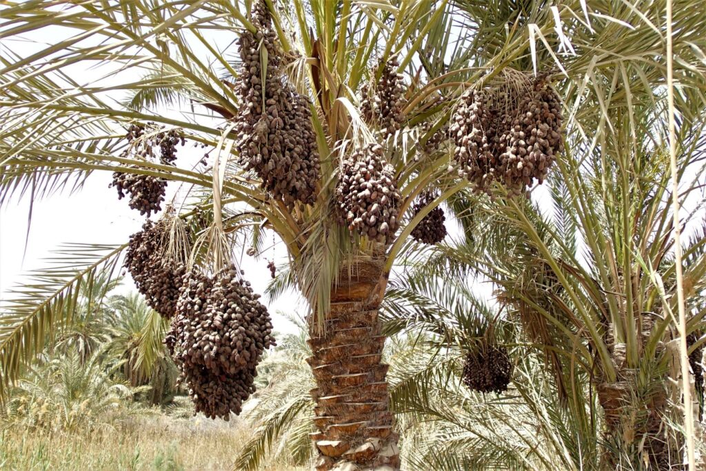 Date Palm, Egypt