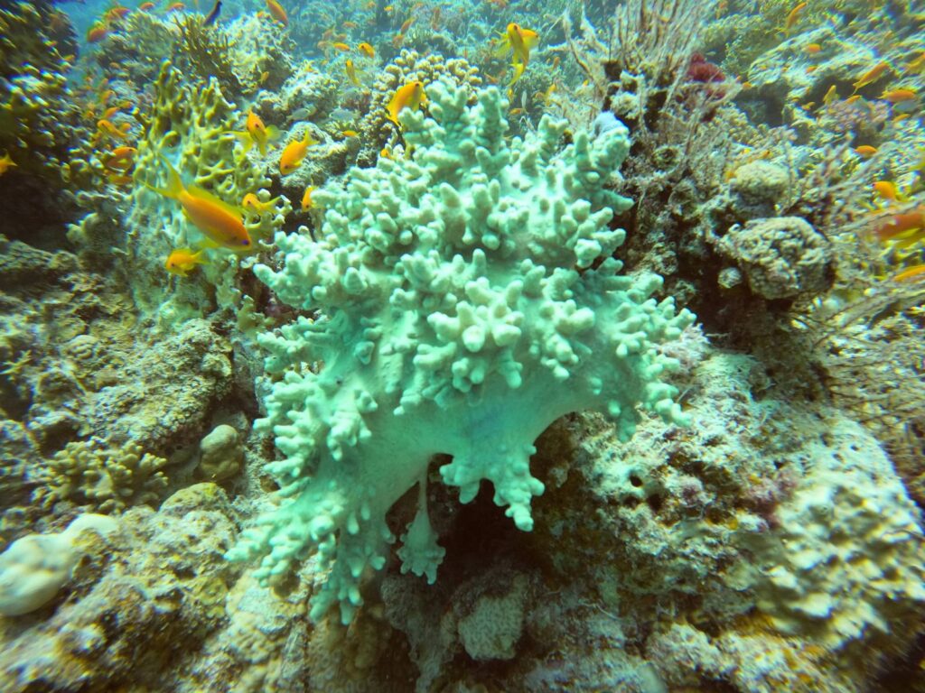 Coral, Hurghada, Egypt