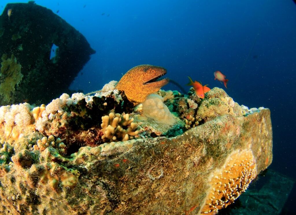 Moray eel on shipwreck