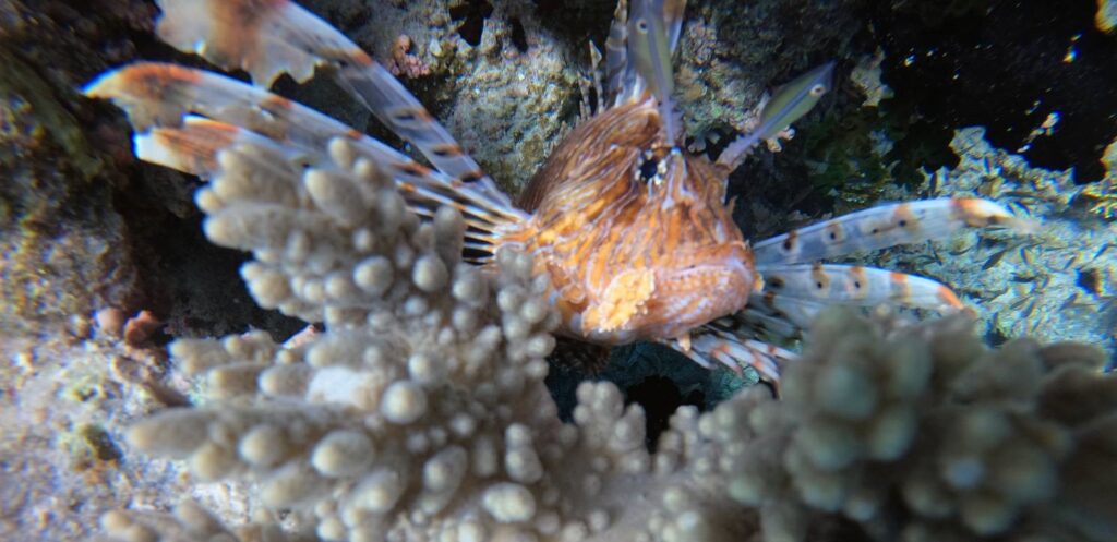 Lionfish, Hurghada, Egypt