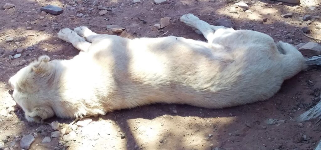 Sleeping dog Petra Jordan