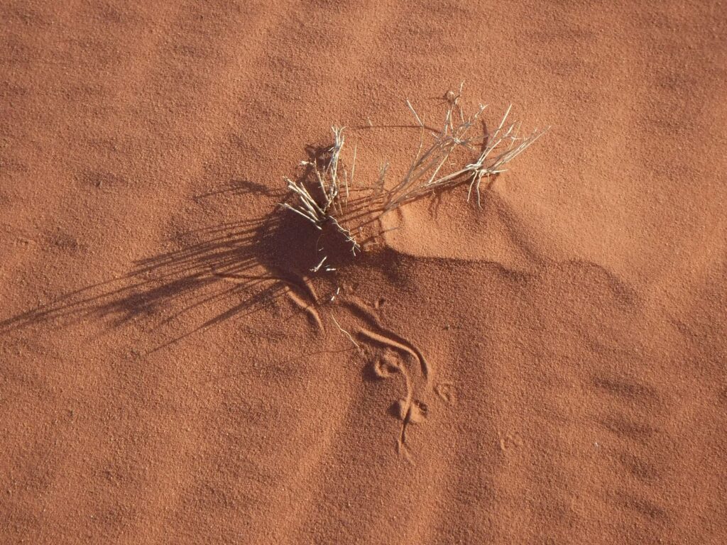 Lizard tracks in the sand