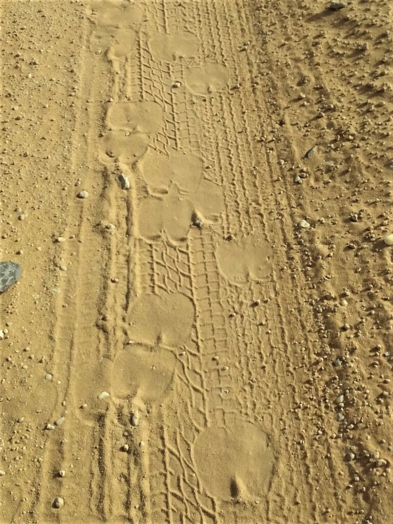 Camel tracks dirt road