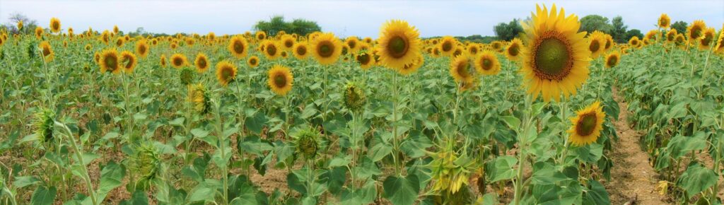 sunflowers, Gallipoli Peninsula, Turkey