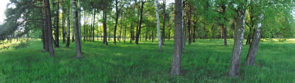 Auschwitz-Birkenau Concentration Camp trees