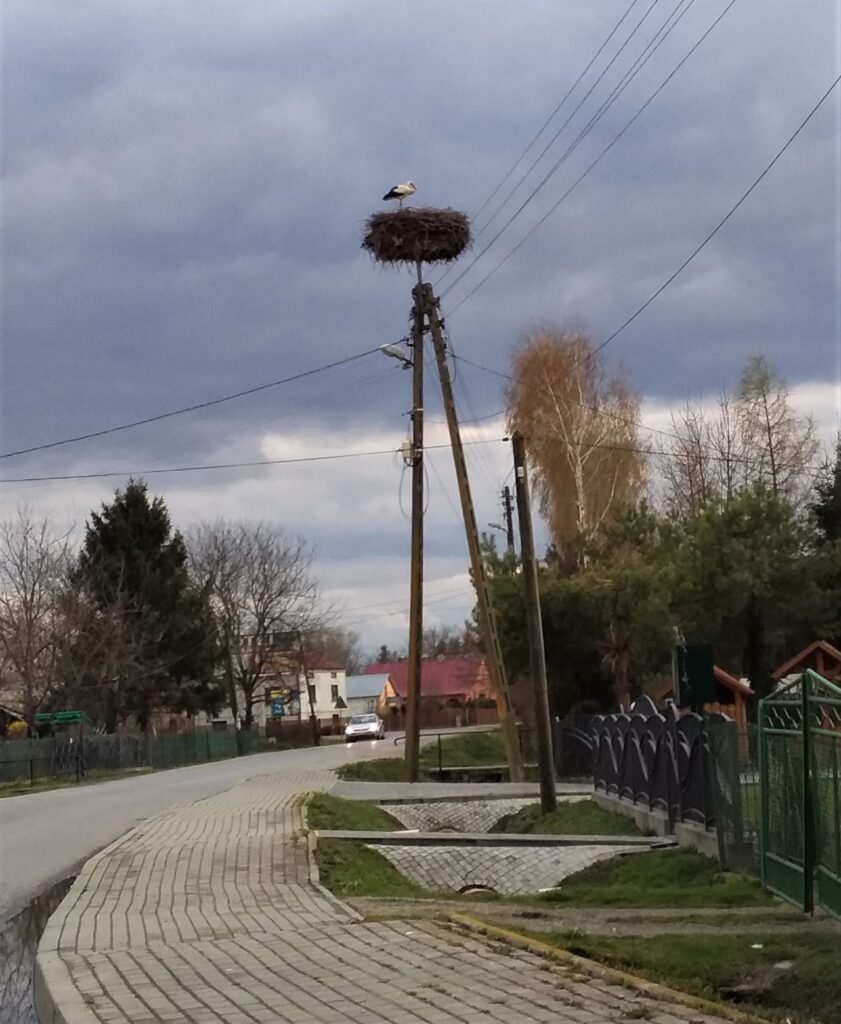 stork nest in a Polish village