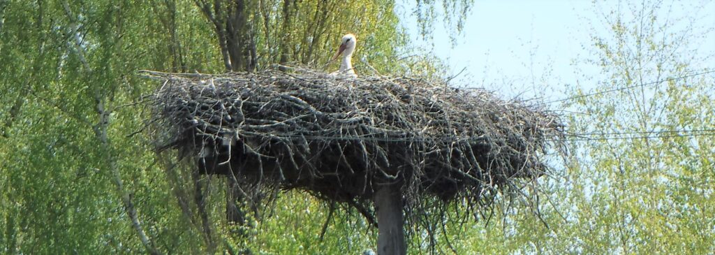 The Storks of Poland