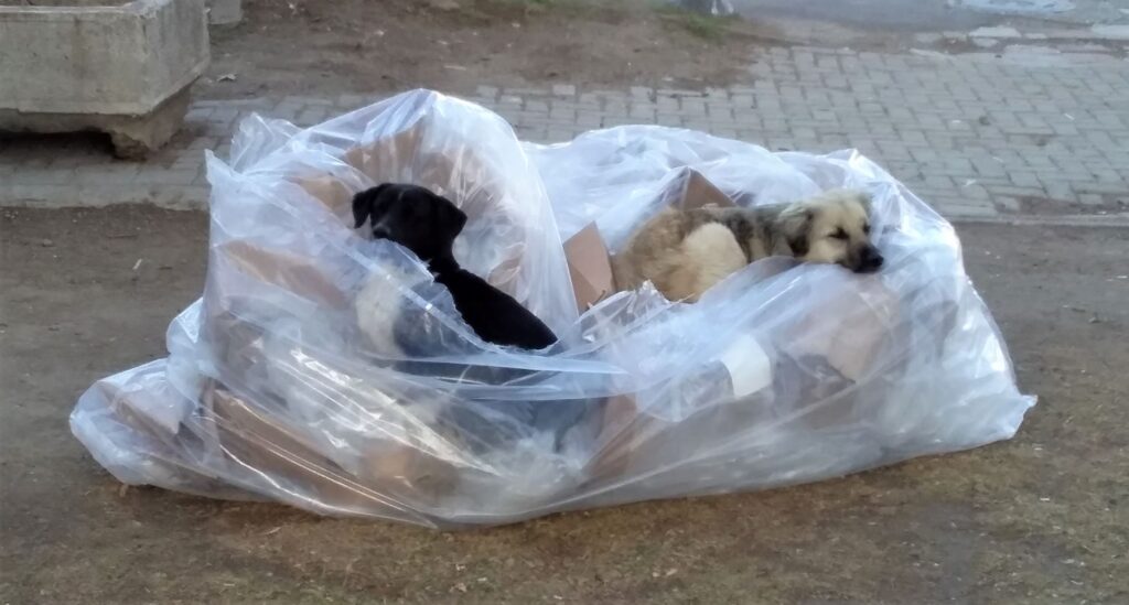 Skopje street dogs