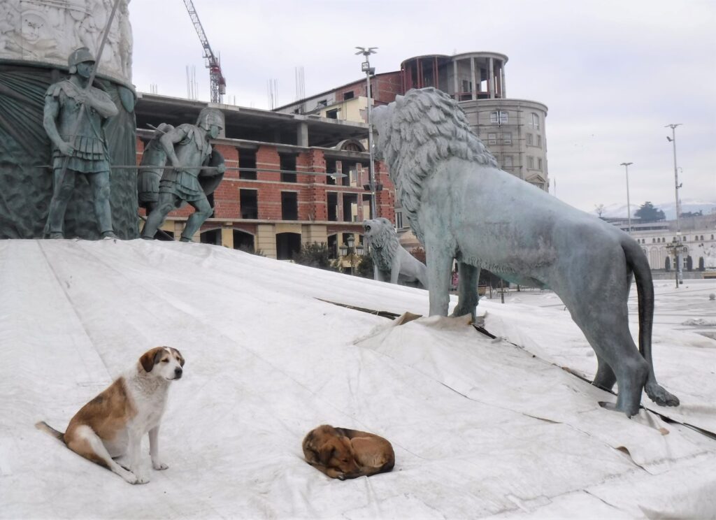 Skopje street dogs