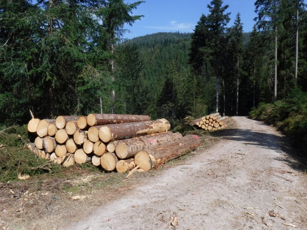 cut logs Black Forest Germany