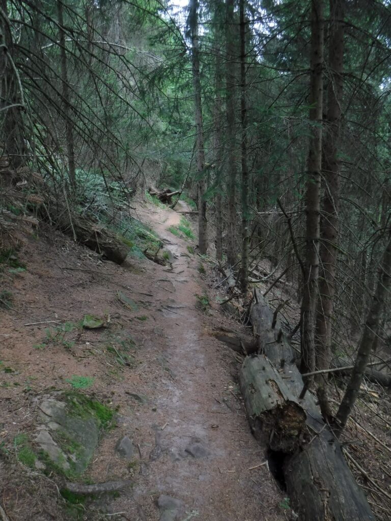  A walk in the Black Forest Germany