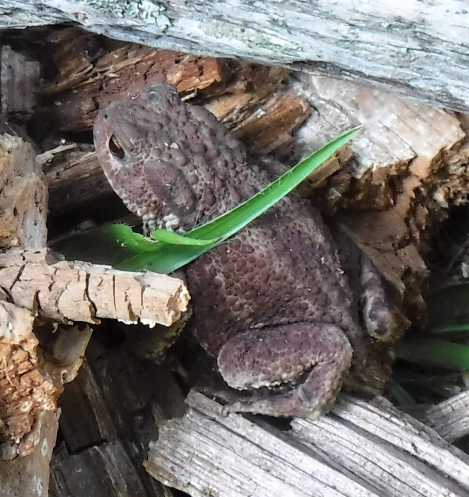 Toad Germany