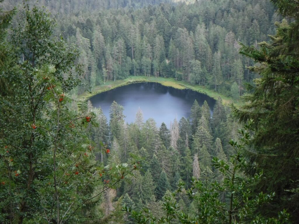 Schurm Lake  a walk in the Black Forest Germany