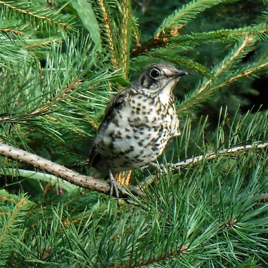 song thrush