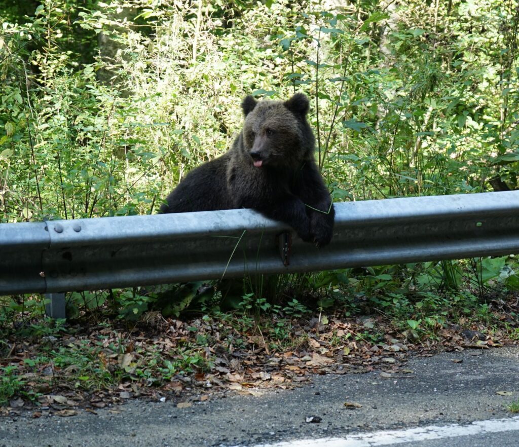 Brown bear, Romania