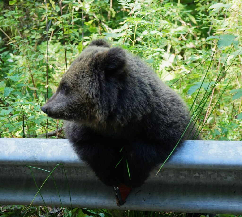 Brown bear, Romania
