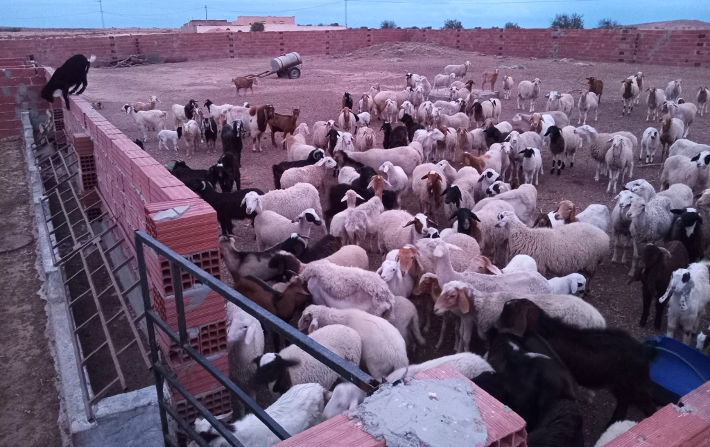 Goats and sheep Tunisia